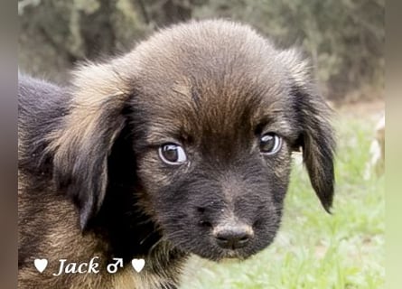 Jack, John und Jim suchen ab Januar ein Zuhause