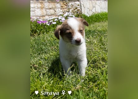 Soraya sucht  ein Zuhause