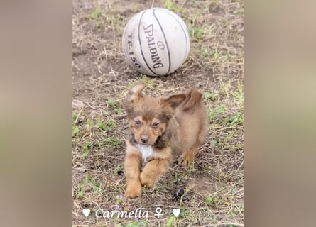 Copper m., Cinnamon w. und Carmella w. suchen  ein Zuhause