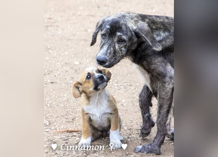 Copper m., Cinnamon w. und Carmella w. suchen  ein Zuhause