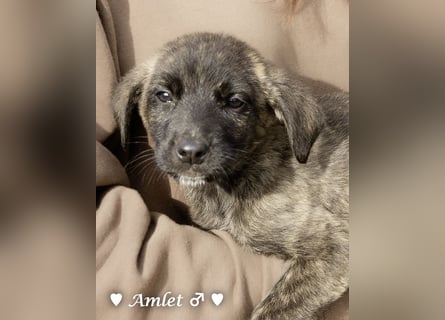 Winzling Amlet sucht noch ein Zuhause