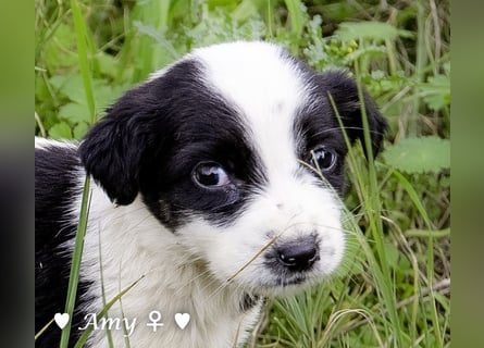 Sechs süße Welpen  suchen ein Zuhause