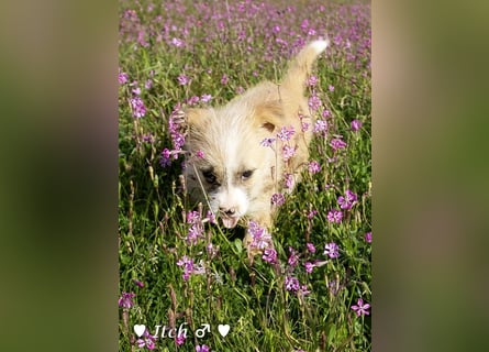 Inka und ihre Welpen suchen ein Zuhause