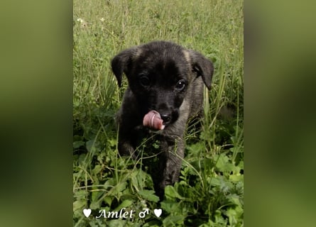 Winzling Amlet sucht noch ein Zuhause