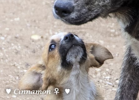 Copper m., Cinnamon w. und Carmella w. suchen  ein Zuhause