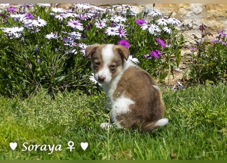 Soraya sucht  ein Zuhause