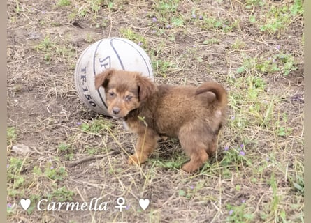 Copper m., Cinnamon w. und Carmella w. suchen  ein Zuhause