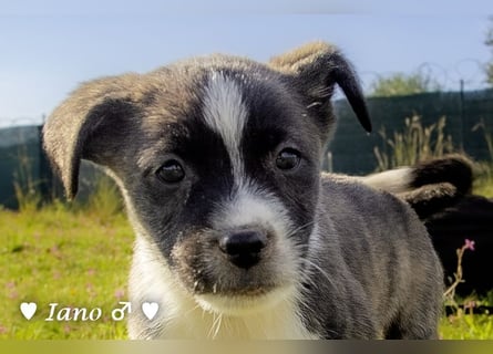 Inka und ihre Welpen suchen ein Zuhause