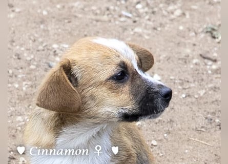 Copper m., Cinnamon w. und Carmella w. suchen  ein Zuhause