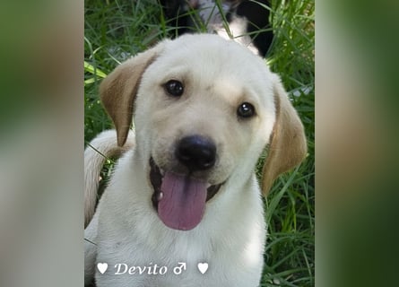 Devito, Casper, Lily und Dove  suchen ihre Familie ab Oktober