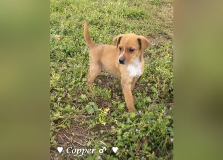 Copper m., Cinnamon w. und Carmella w. suchen  ein Zuhause