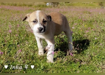 In der Südpfalz zu besuchen :Ein Winzling  sucht ein Zuhause