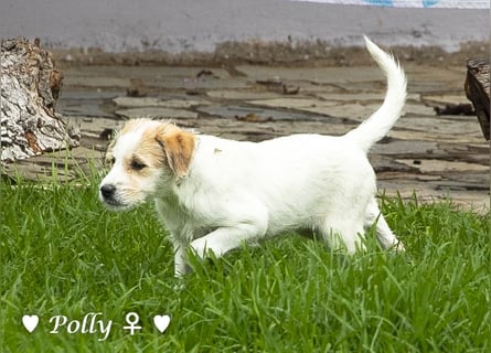 Polly und Molly suchen ein Zuhause