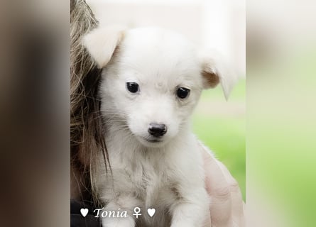 Tinkerbell und ihre Welpen   suchen ab Januar ein Zuhause