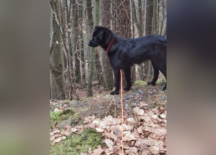 Familienhund Raven, nun Rudi, in der Südpfalz zu besuchen