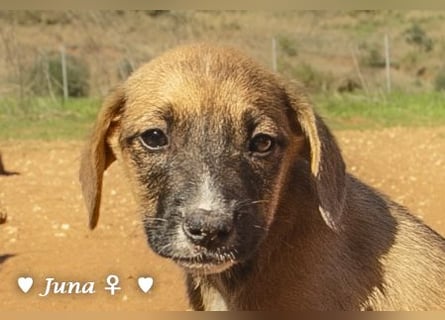 Update: Juna, Julie, Joanna (reserviert) und Jill  suchen ab Dezember  ein Zuhause