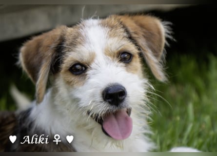Aliki ist der einzige Welpe, der den Giftanschlag überlebt hat