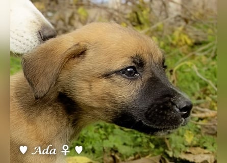 Drei süße Welpen  suchen ein Zuhause