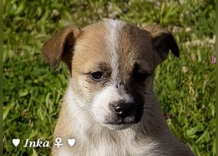 Inka und ihre Welpen suchen ein Zuhause