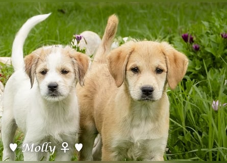 Polly und Molly suchen ein Zuhause