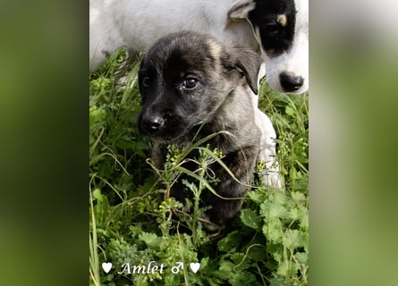 Winzling Amlet sucht noch ein Zuhause