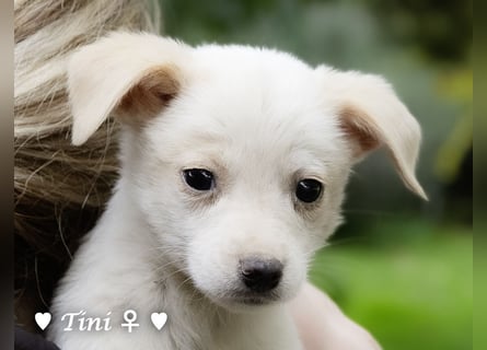 Tinkerbell und ihre Welpen   suchen ab Januar ein Zuhause