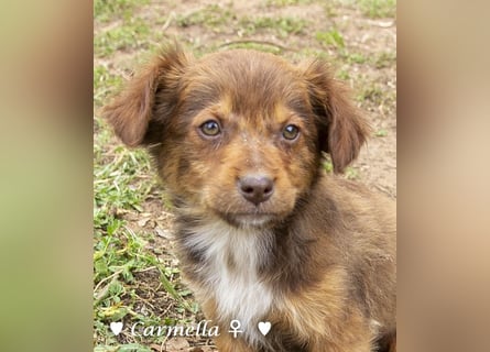 Copper m., Cinnamon w. und Carmella w. suchen  ein Zuhause