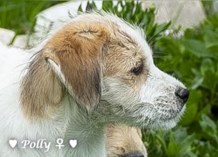 Polly und Molly suchen ein Zuhause