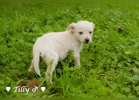 Tilly sucht noch  ab Januar ein Zuhause