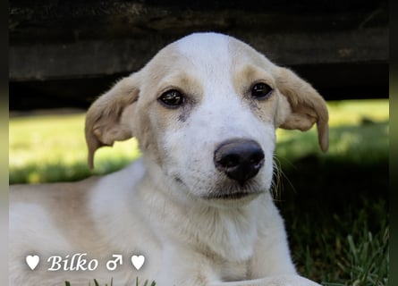 Bilko,  Buster und  Blacky  suchen ein Zuhause