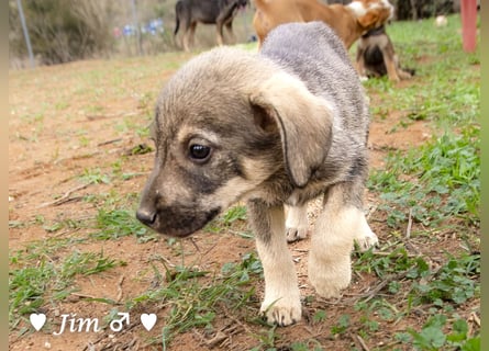 Jack, John und Jim suchen ab Januar ein Zuhause