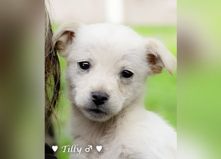 Die Winzlinge Tilly, Tilda und Tanja suchen ab Januar ein Zuhause