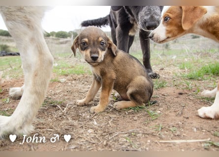 Jack, John und Jim suchen ab Januar ein Zuhause