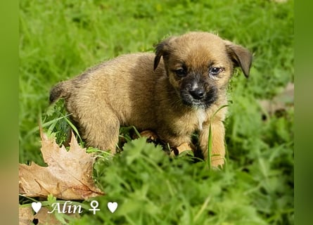 Sechs süße Welpen  suchen ein Zuhause