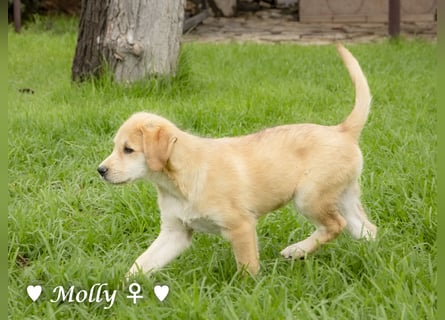 Polly (reserviert)  und Molly suchen ein Zuhause