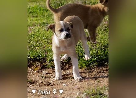 In der Südpfalz zu besuchen :Ein Winzling  sucht ein Zuhause