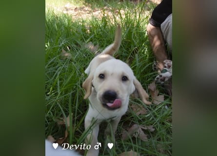 Devito, Casper, Lily und Dove  suchen ihre Familie ab Oktober