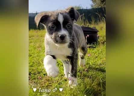 Inka und ihre Welpen suchen ein Zuhause