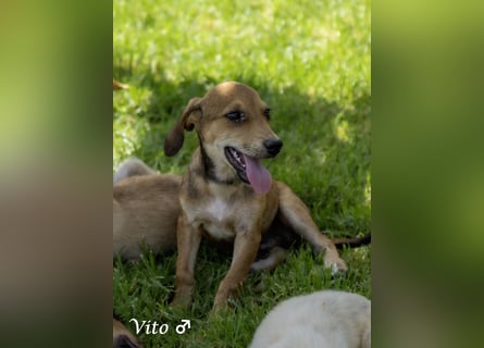 Update: nur noch ein Kokoni sucht ein Zuhause ab August