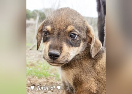 Jack, John und Jim suchen ab Januar ein Zuhause