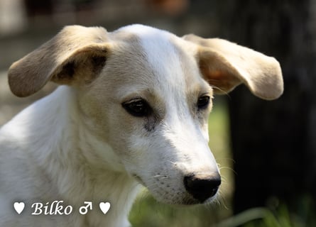 Update: Mischlingswelpen Bado,  Bilko und Bambi  suchen ein Zuhause