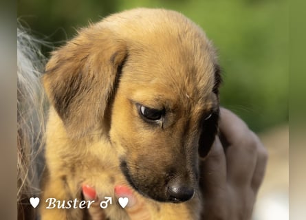 Buster sucht ein Zuhause