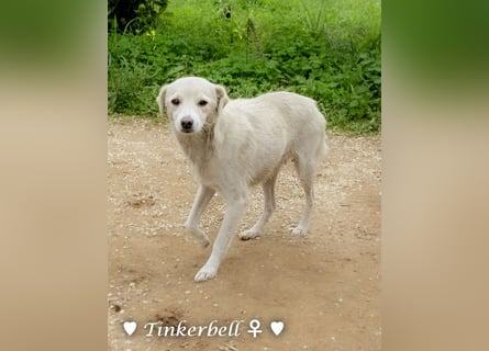 Tinkerbell und ihre Welpen   suchen ab Januar ein Zuhause