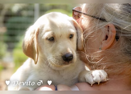 Devito, Casper, Lily und Dove  suchen ihre Familie ab Oktober