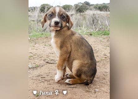 Juna, Julie, Joanna und Jill  suchen ab Dezember  ein Zuhause