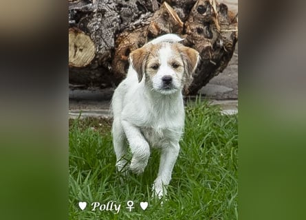 Polly und Molly suchen ein Zuhause