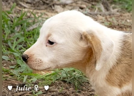 Juna, Julie, Joanna und Jill  suchen ab Dezember  ein Zuhause