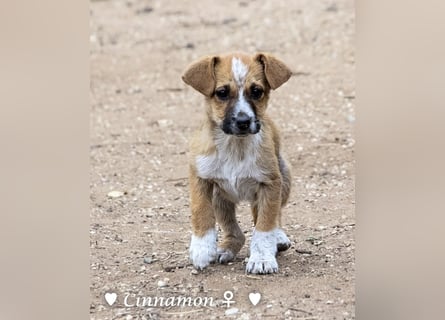 Copper m., Cinnamon w. und Carmella w. suchen  ein Zuhause