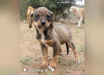 Update: Juna, Julie, Joanna und Jill  suchen ab Dezember  ein Zuhause