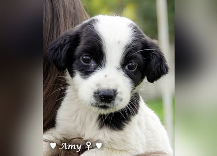 Sechs süße Welpen  suchen ein Zuhause
